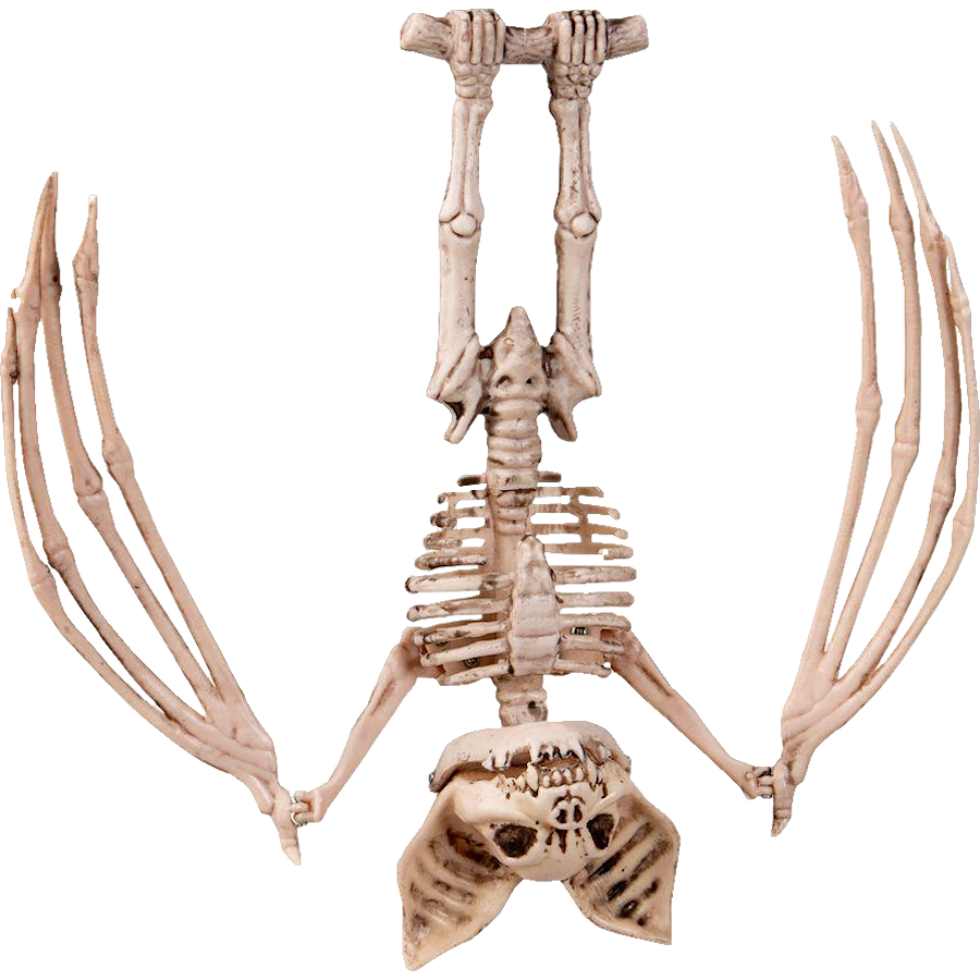 Skelett fladdermus
